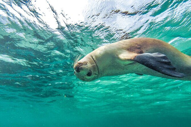 10-Day Adelaide to Perth Adventure Tour - Day 3: Baird Bay wildlife odds and Streaky Bay surfing