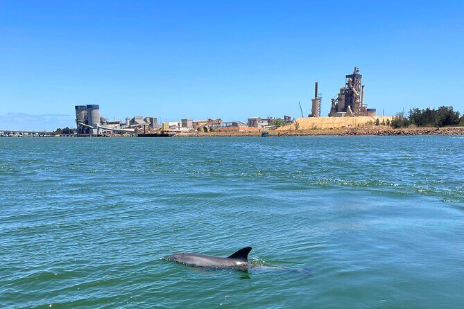 2-Hour Dolphin and Maritime Cruise in Port Adelaide - Osborne Naval Shipyard and the submarine dry dock glimpse