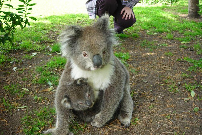 3-Day Adelaide to Melbourne Tour Including the Great Ocean Road - Who This Tour Fits Best (and Who Might Prefer Something Else)