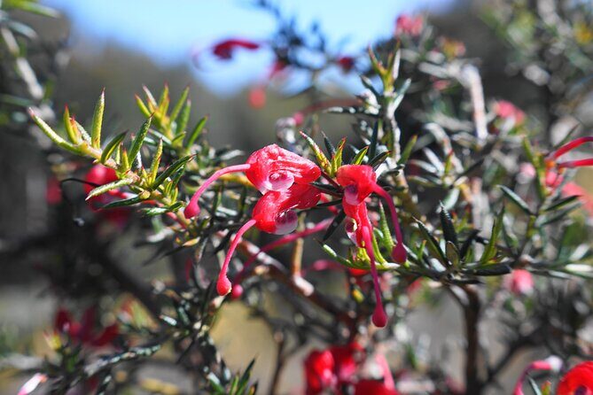 4 Days Private Walking Tour in South Australia - Who this tour fits best (and who should look elsewhere)