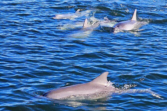 90 Minute Port River Dolphin & Ships Graveyard Cruise - Why the Port River Dolphin plus Ships Graveyard cruise feels like a real Adelaide experience