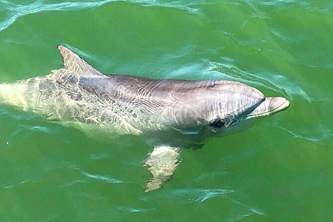 90 Minute Port River Dolphin & Ships Graveyard Cruise - Bird sanctuary glide: a quieter add-on with real scenery value