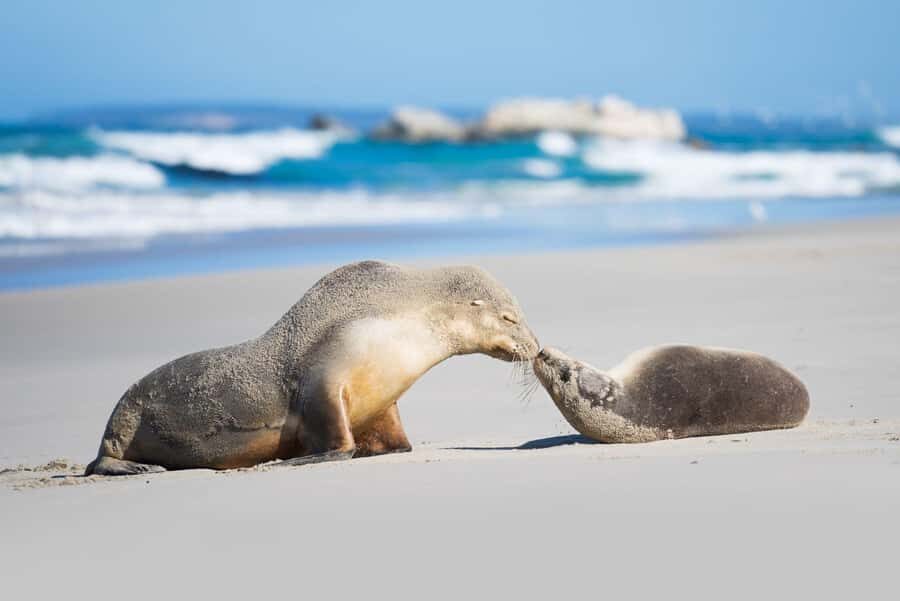 Adelaide: 3-Day Kangaroo Island Adventure Tour with Camping - Key things to know