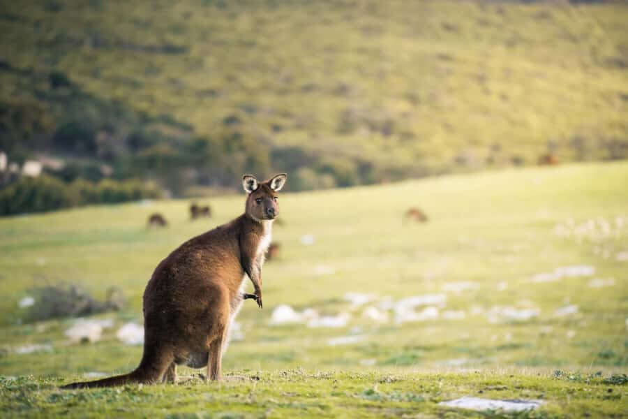 Adelaide: 3-Day Kangaroo Island Adventure Tour with Camping - Who should book this Kangaroo Island camping tour (and who shouldn’t)