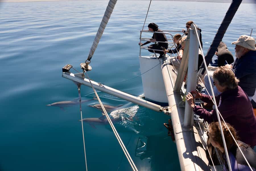 Adelaide: 4-Hour Guaranteed Wild Dolphin Watching Cruise - Why this dolphin cruise works so well around Adelaide