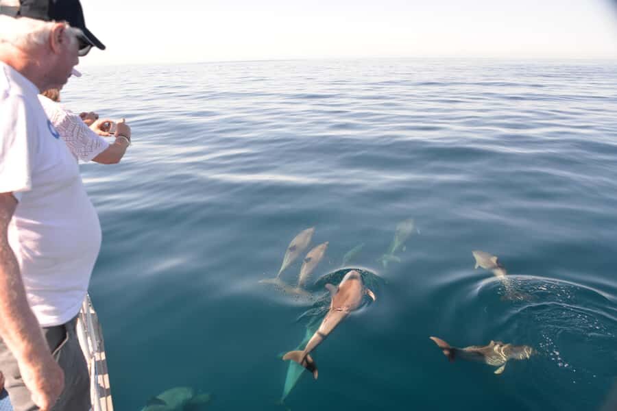 Adelaide: 4-Hour Guaranteed Wild Dolphin Watching Cruise - The 3.5-hour cruise: what the time on water feels like
