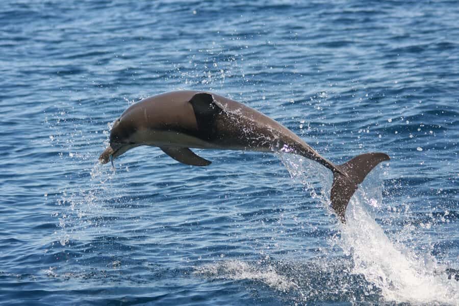 Adelaide: 4-Hour Guaranteed Wild Dolphin Watching Cruise - Seeing common and bottlenose dolphins up close (without chasing)