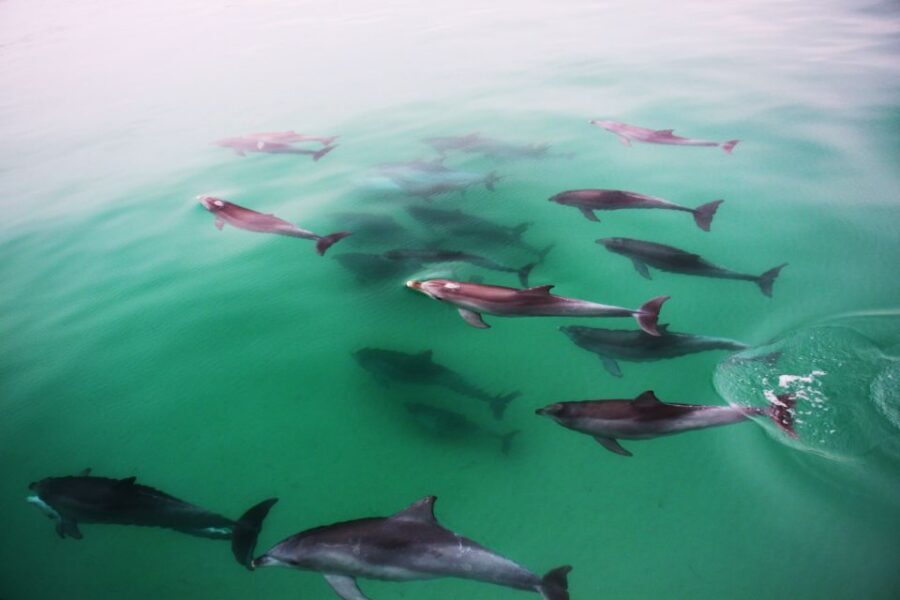 Adelaide: 4-Hour Guaranteed Wild Dolphin Watching Cruise - Photos, video, and the real-world filming setup