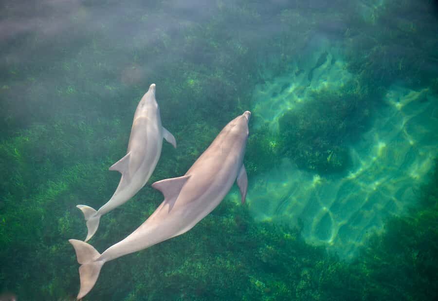 Adelaide: 4-Hour Guaranteed Wild Dolphin Watching Cruise - Optional swim-with-dolphins: a bigger step, same ethical rules