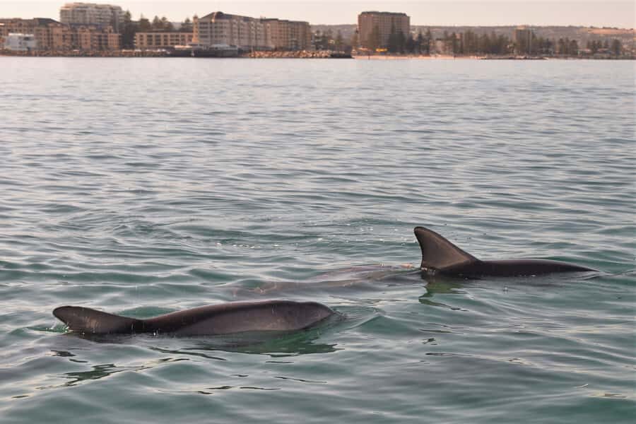 Adelaide: 4-Hour Guaranteed Wild Dolphin Watching Cruise - After the cruise: Holdfast Shores and Jetty Road time
