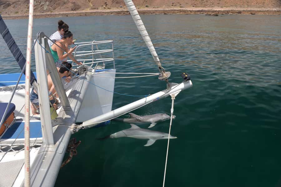 Adelaide: 4-Hour Guaranteed Wild Dolphin Watching Cruise - Price and value: is $63 a fair deal?
