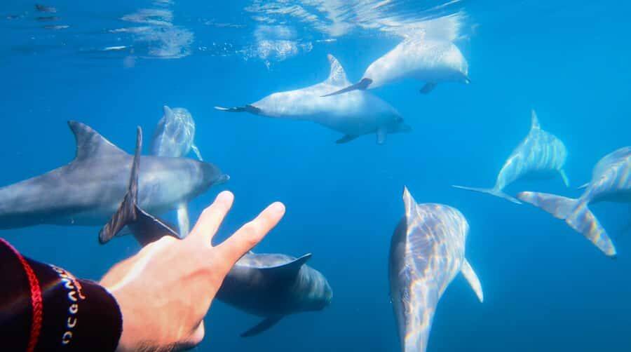 Adelaide: 4-Hour Swimming with Dolphins Experience - Key things I’d circle before you go