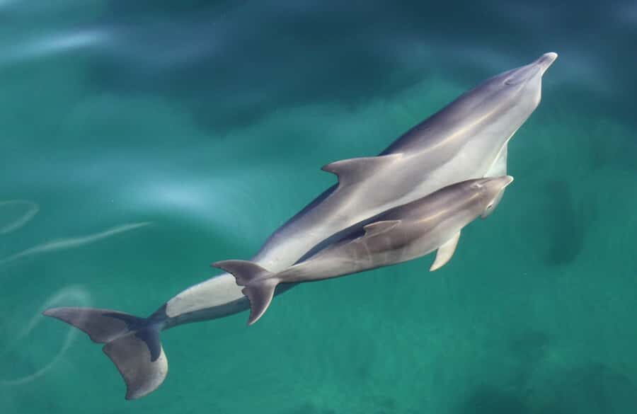 Adelaide: 4-Hour Swimming with Dolphins Experience - Value check: is $105 fair for a 3.5-hour dolphin swim?