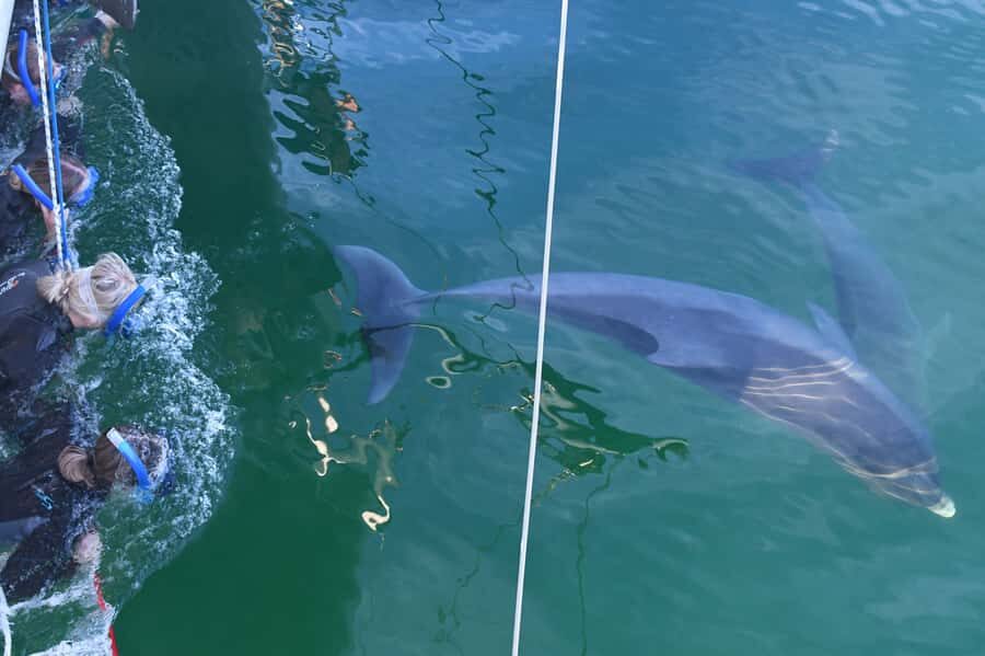 Adelaide: 4-Hour Swimming with Dolphins Experience - Arriving in Glenelg: Finding the Marina Pier fast