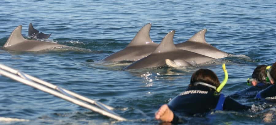 Adelaide: 4-Hour Swimming with Dolphins Experience - Wetsuit, mask, snorkel: what you’re really signing up for