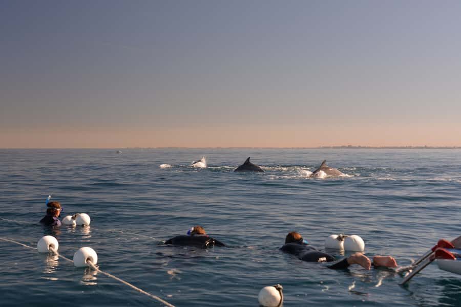 Adelaide: 4-Hour Swimming with Dolphins Experience - Watching dolphins close up: the whistles, the bubbles, the science talk