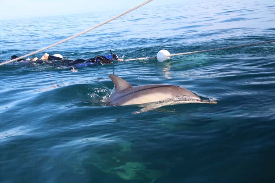 Adelaide: 4-Hour Swimming with Dolphins Experience - Photo and video: turning one good moment into a whole memory