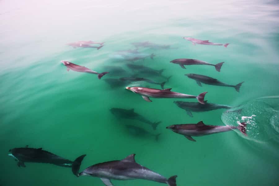 Adelaide: 4-Hour Swimming with Dolphins Experience - Boarding the 58-foot Temptation and cruising the southern coast