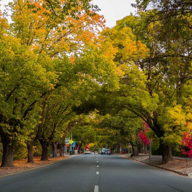 Adelaide: City Highlights and Hahndorf Tour with Pickup - Who this tour suits best (and who should consider something longer)