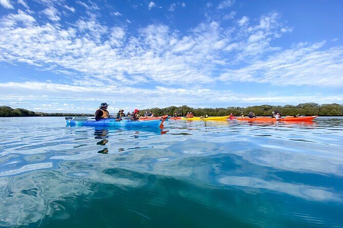 Adelaide Dolphin Sanctuary and Ships Graveyard Kayak Tour - Adelaide Dolphin Sanctuary: mangroves, birds, and dolphin odds