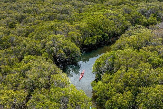 Adelaide Dolphin Sanctuary and Ships Graveyard Kayak Tour - Gear, comfort, and what to pack for a 3-hour kayak day