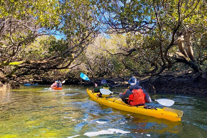 Adelaide Dolphin Sanctuary and Ships Graveyard Kayak Tour - Price and value at about $55.94: what you’re really paying for