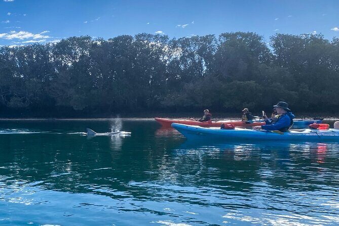 Adelaide Dolphin Sanctuary and Ships Graveyard Kayak Tour - Your kayak lesson: what you do before you chase dolphins