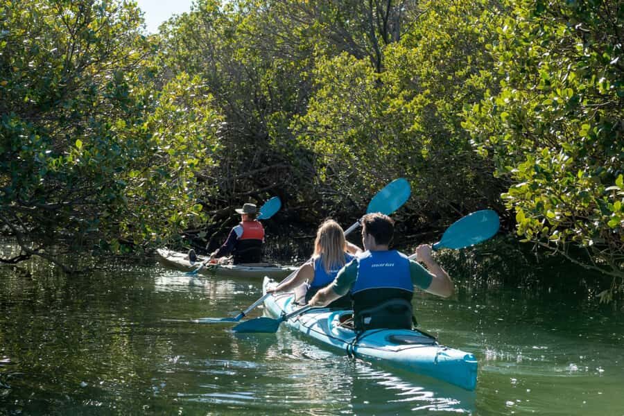 Adelaide: Dolphin Sanctuary Eco Kayaking Tour - Key things I’d highlight before you go