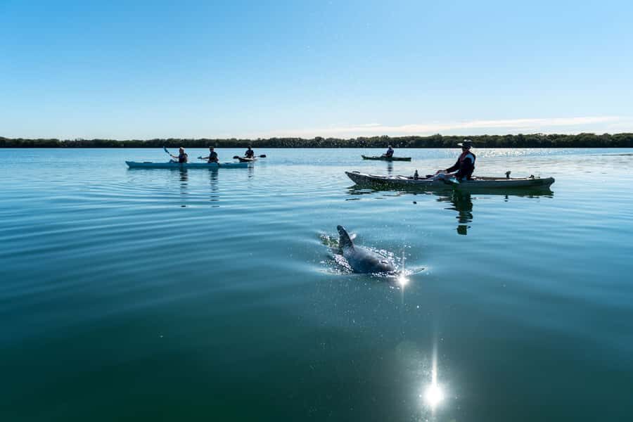 Adelaide: Dolphin Sanctuary Eco Kayaking Tour - Entering the Adelaide Dolphin Sanctuary from Port Adelaide