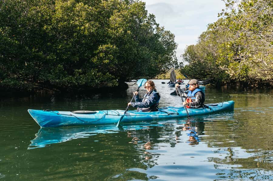 Adelaide: Dolphin Sanctuary Eco Kayaking Tour - Dolphins: amazing when you see them, realistic when you don’t