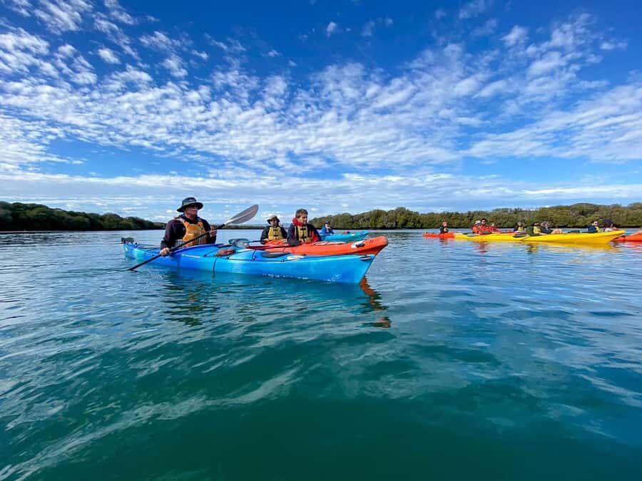 Adelaide: Dolphin Sanctuary Mangroves Kayak Tour - Key things you’ll notice on this kayak tour