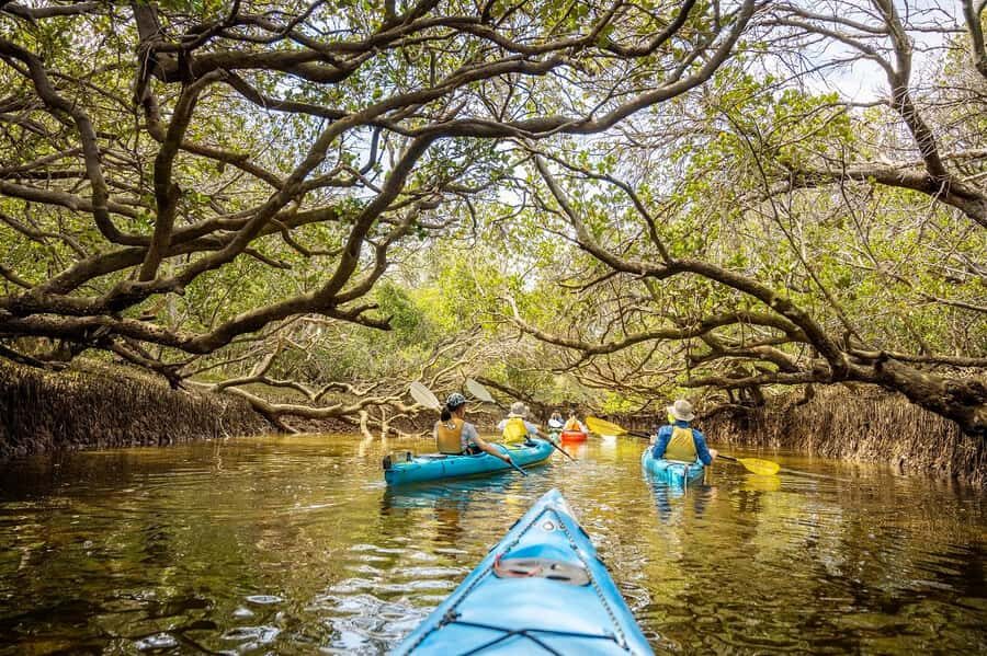 Adelaide: Dolphin Sanctuary Mangroves Kayak Tour - First Paddle: where the Adelaide dolphin sanctuary tour starts