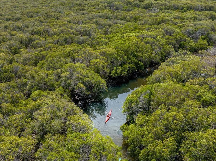 Adelaide: Dolphin Sanctuary Mangroves Kayak Tour - Through the mangrove creeks: how the dolphin hunt actually plays out