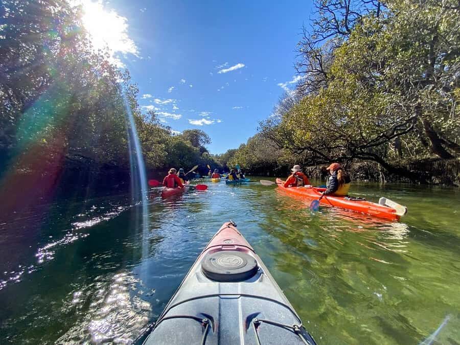 Adelaide: Dolphin Sanctuary Mangroves Kayak Tour - Wildlife spotting beyond dolphins: fur seals and sea lions
