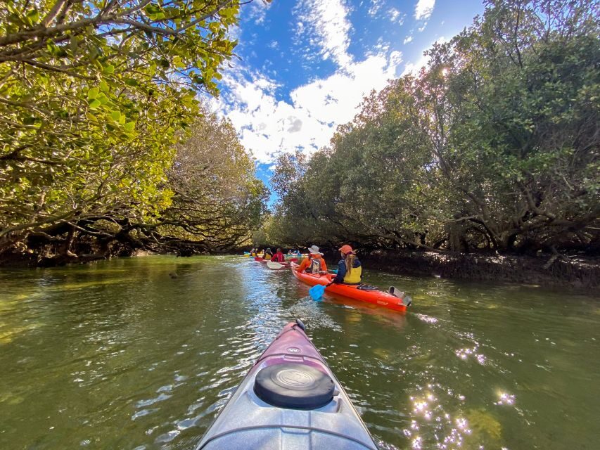 Adelaide: Dolphin Sanctuary Mangroves Kayak Tour - Your guide and the Adelaide connection: stories you’ll actually remember