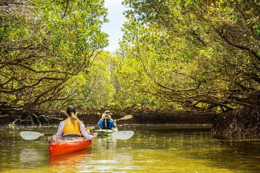 Adelaide: Dolphin Sanctuary Mangroves Kayak Tour - Price and value: what you’re really paying for