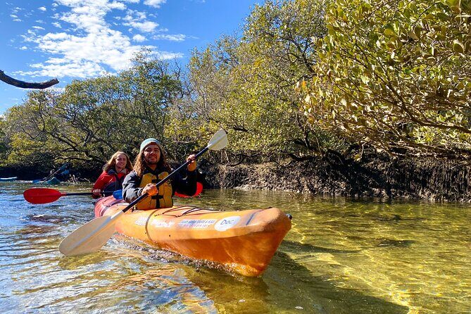 Adelaide Dolphin Sanctuary Mangroves Kayaking Tour - Key things to know before you go