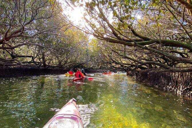 Adelaide Dolphin Sanctuary Mangroves Kayaking Tour - Mangroves and Port River dolphins: why this short paddle feels like a full experience