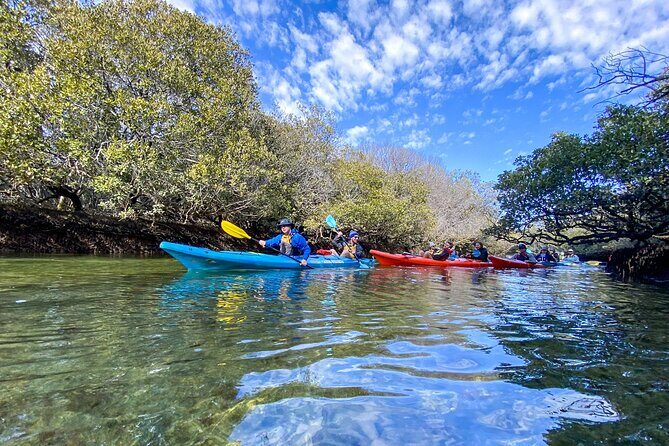 Adelaide Dolphin Sanctuary Mangroves Kayaking Tour - Gear check: what’s provided and what you should bring