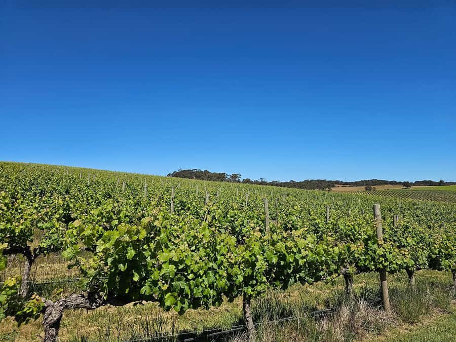 Adelaide: Hahndorf & Hills Wine and/or Gin Tour - Getting picked up smoothly: Glenelg, Adelaide CBD, and Hahndorf