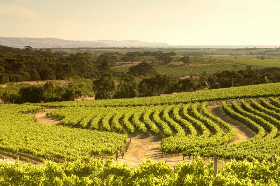 Adelaide: Half-day McLaren Vale & Glenelg Wine Tasting Tour - d’Arenberg Cube: A Quick Photo Stop That Breaks Up the Day