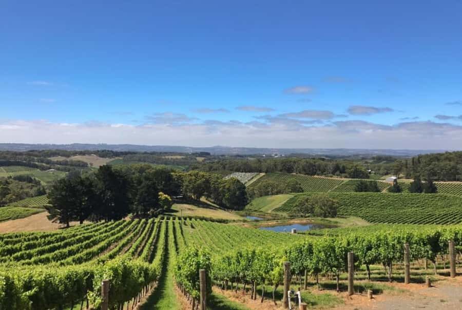 Adelaide Hills Divine Wine Tour - Price and Value at $208: What You’re Actually Paying For