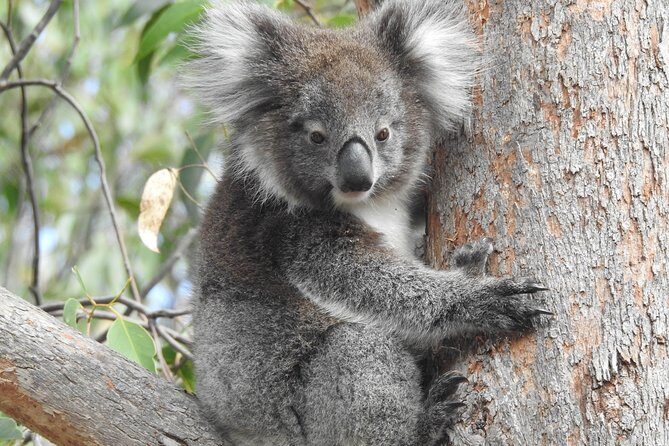 Adelaide Hills Private Day Tour - Why the Adelaide Hills route works as a one-day plan