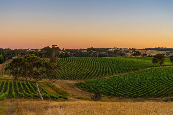 Adelaide Hills Wine Tour - Sidewood Estate: your included tasting with vineyard views