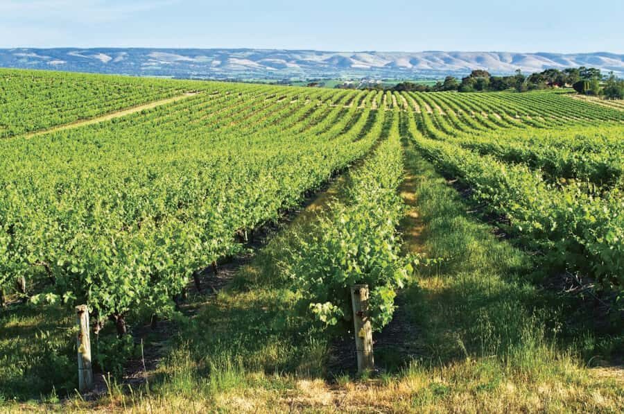 Adelaide: McLaren Vale & The Cube Day Trip - Wirra Wirra Vineyards: guided cellars in historic ironstone