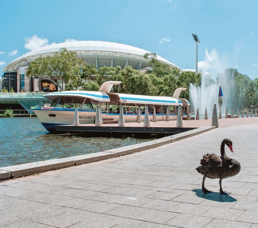 Adelaide: River Torrens Popeye Devonshire Tea Cruise - The sights you’ll pass: Festival Centre, SAHMRI, and Adelaide Gaol
