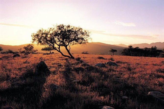 Adelaide to Coober Pedy 7-Day Small Group 4WD Eco Safari - A 7-day 4WD loop built for small groups (and real roads)