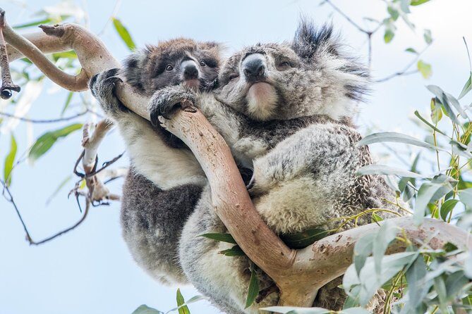 Adelaide to Melbourne 3-Day Trip Grampians and Great Ocean Road - Price and logistics: what $498.48 buys you