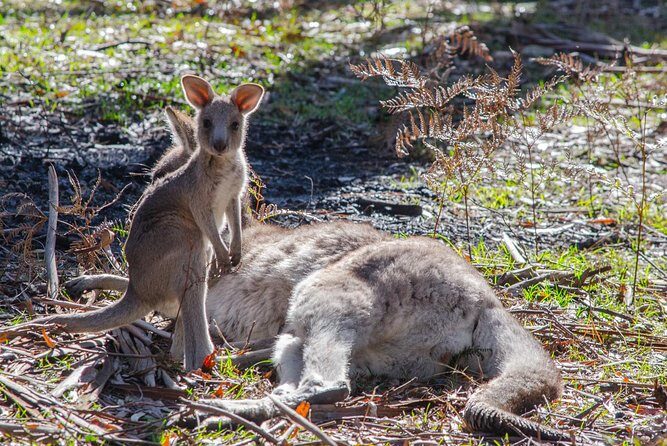 Adelaide to Melbourne 3-Day Trip Grampians and Great Ocean Road - Is this the right fit for you?
