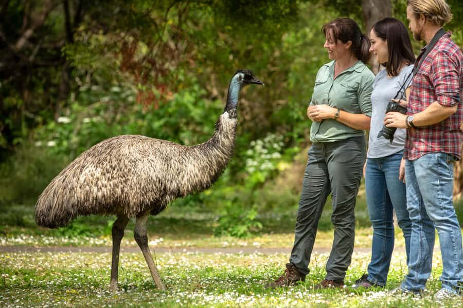 Adelaide to Melbourne: 3-Day Ultimate Overland Journey - Key highlights to expect on this Adelaide to Melbourne overland